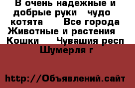 В очень надежные и добрые руки - чудо - котята!!! - Все города Животные и растения » Кошки   . Чувашия респ.,Шумерля г.